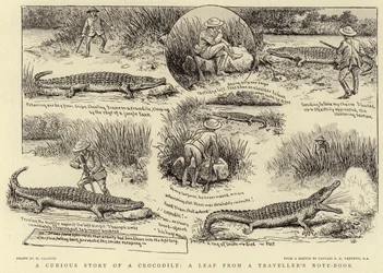 Una storia curiosa di un coccodrillo, una pagina dal taccuino di un viaggiatore